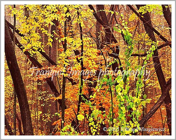 450167---Tangled forest at Stoney Creek Park 